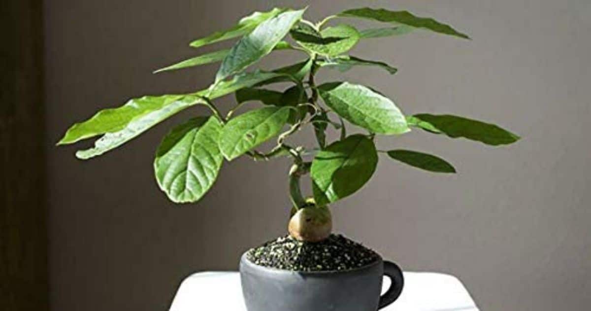 How to have an avocado bonsai: recommendations and steps