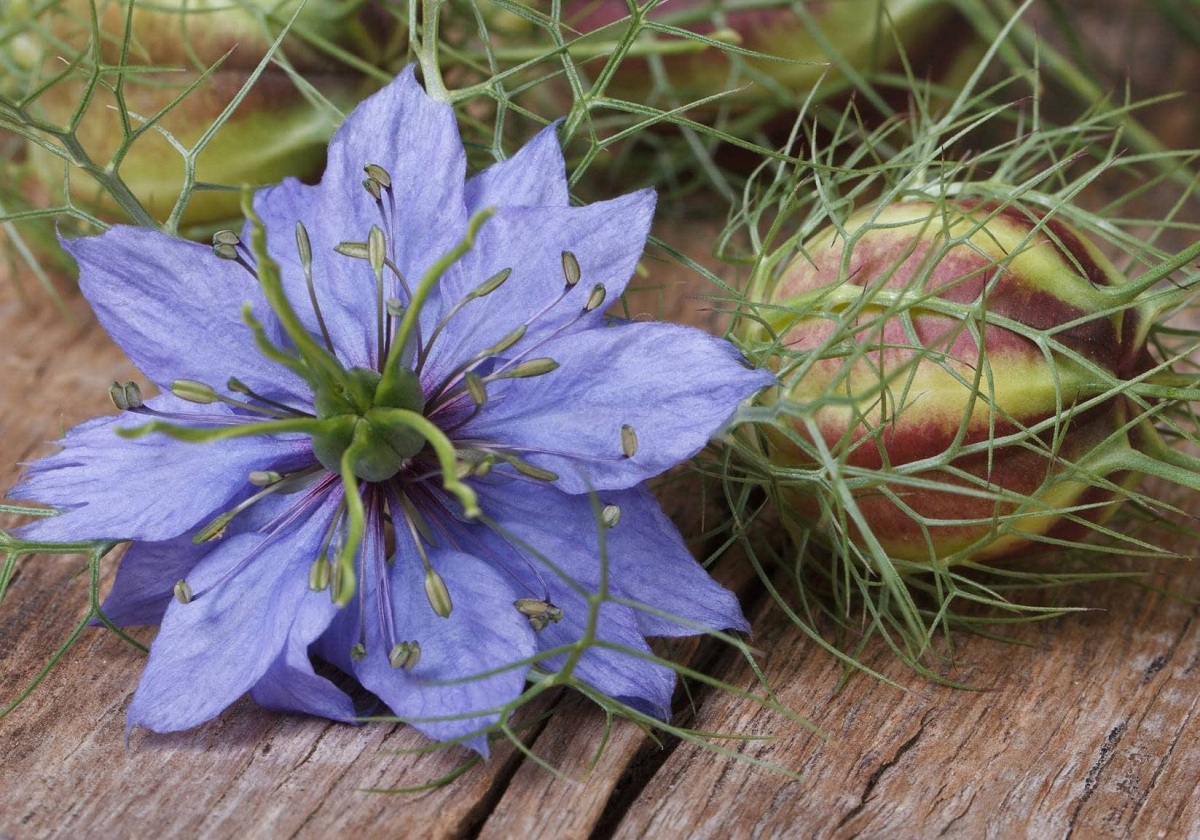 Nigella sativa and Nigella damascena: characteristics, cultivation and properties