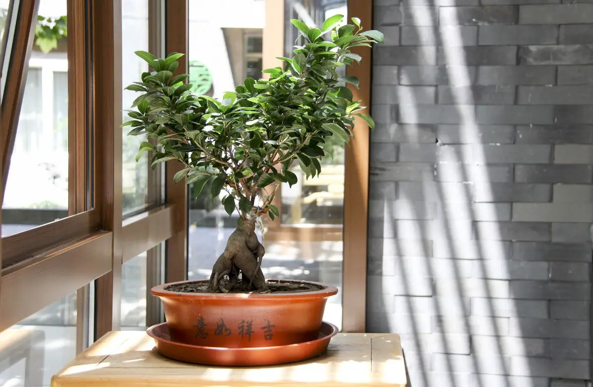 Bonsai Ficus ginseng: what it is and how you should take care of it