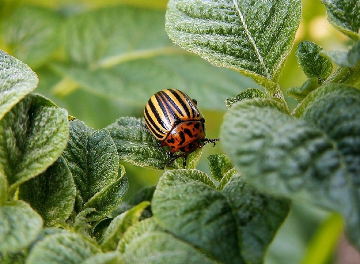 Potato beetle: Powerful beetle with great aggressiveness
