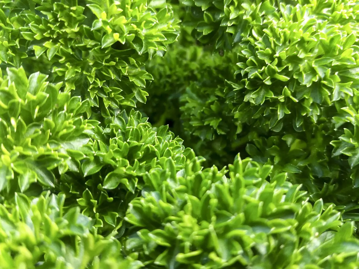 Curly parsley: cultivation and uses