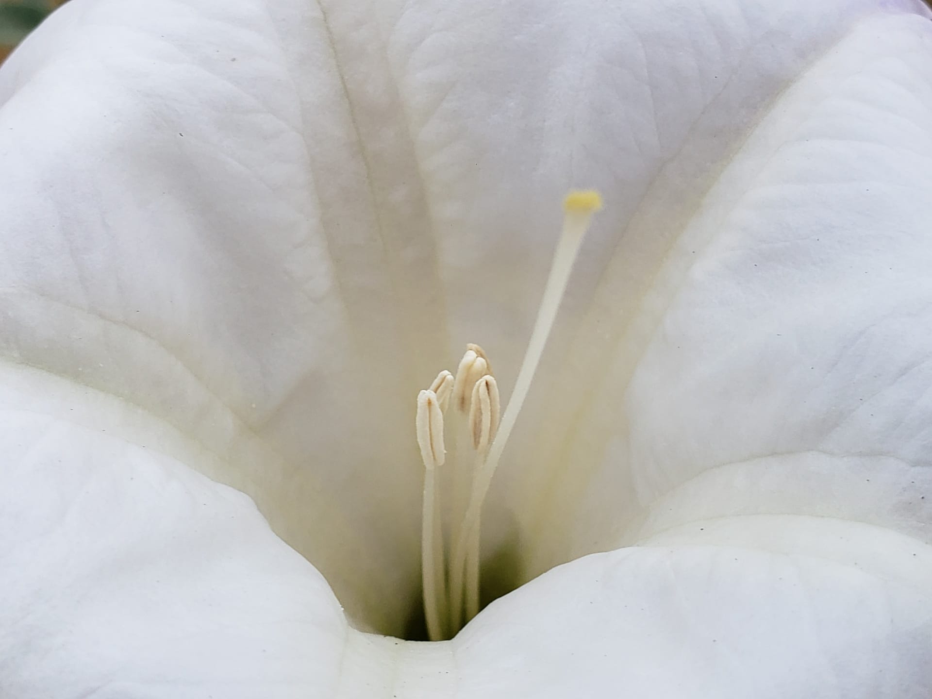 What is the stamen of a flower and what function does it have?