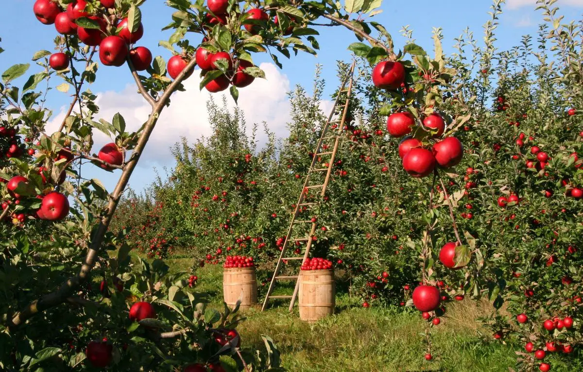 Apple trunk diseases and their treatment