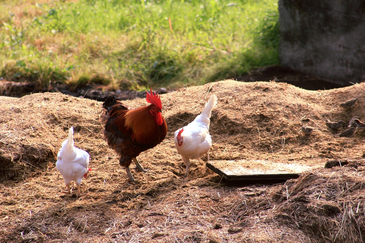 What are the properties of chicken manure?