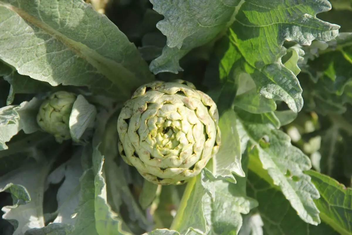 All about artichoke pruning | Gardening On