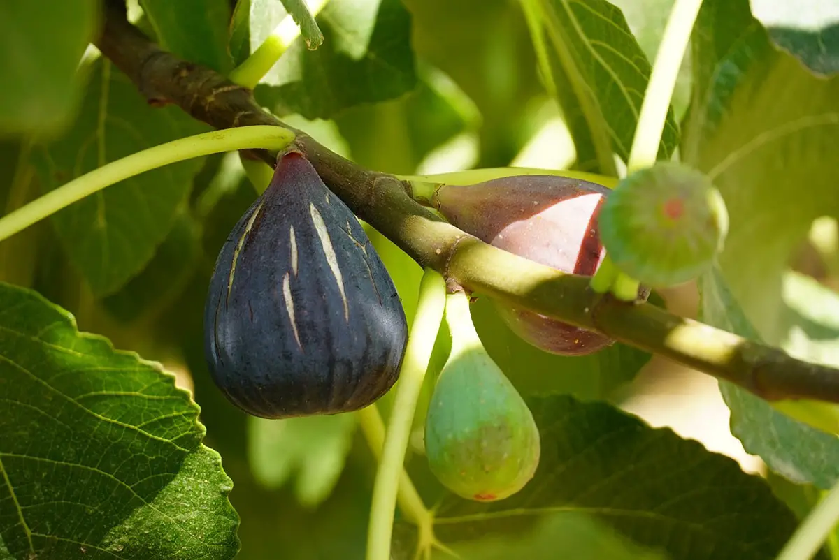 How to graft a fig tree step by step and when to do it