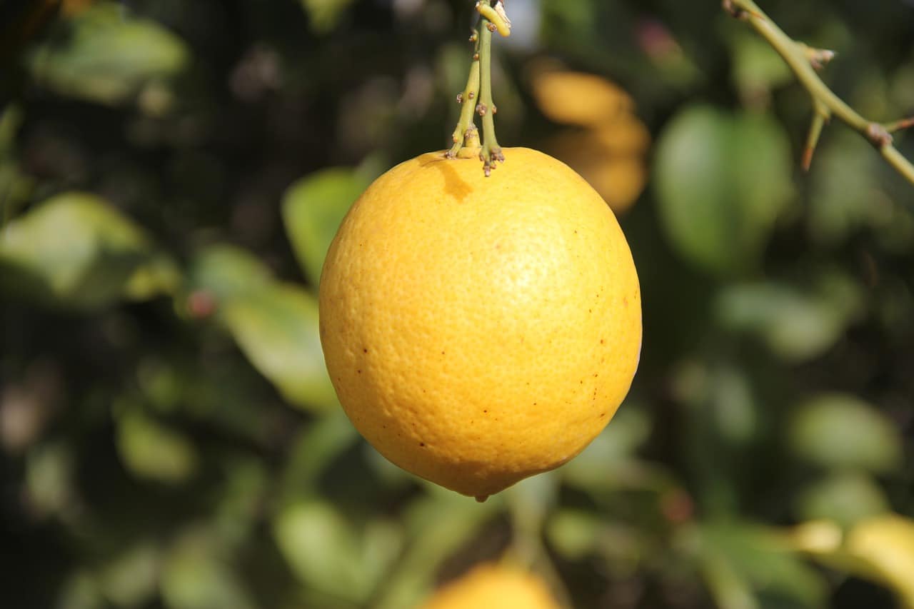 How to eliminate the mealybug from the lemon tree: What it is and how to combat it