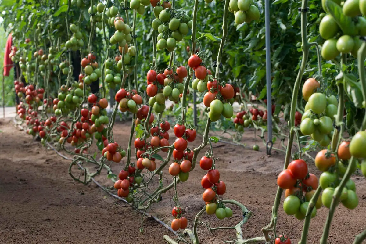 Solanum lycopersicum: A very peculiar type of tomato