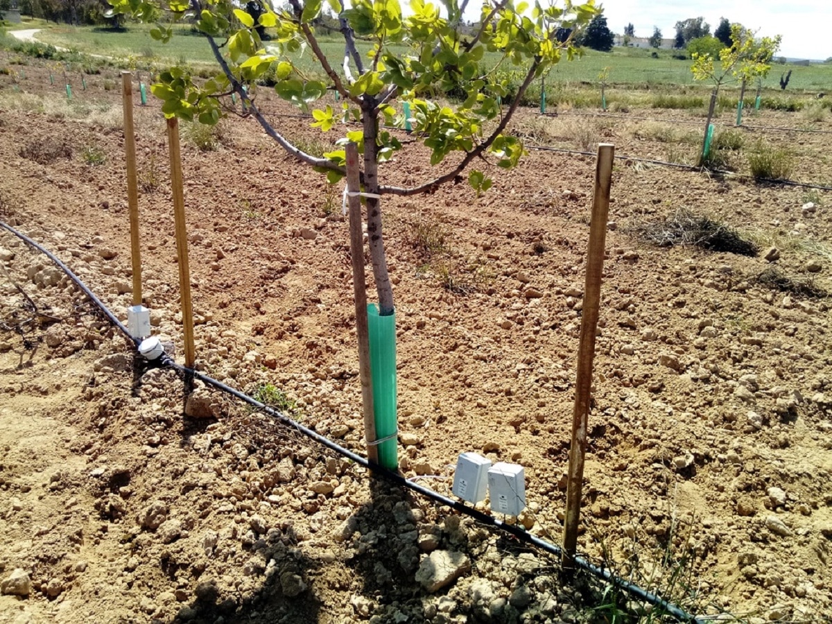 How to install drip irrigation on a plot: step by step