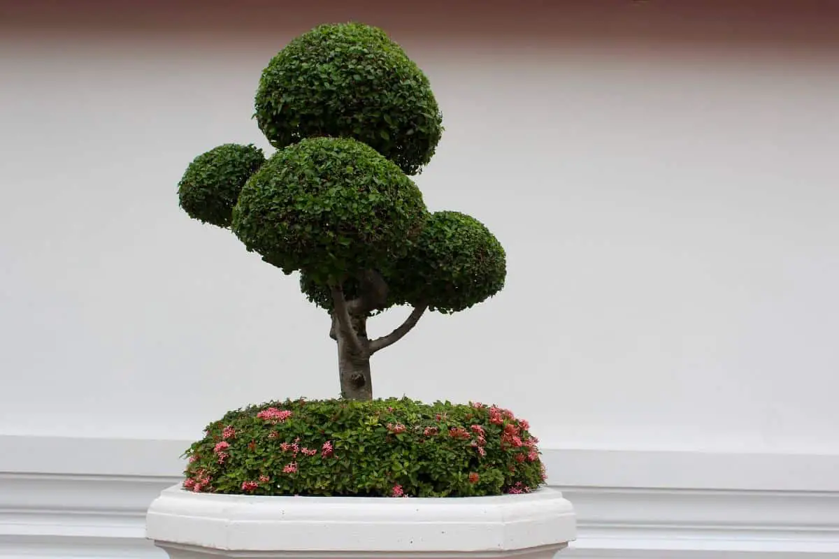 How are large bonsai cared for?
