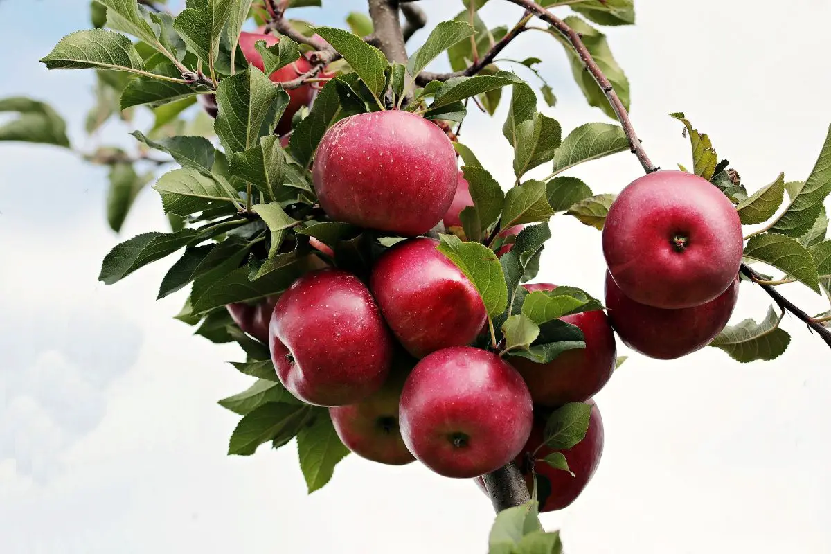 Plant fruit trees: how and when to do it