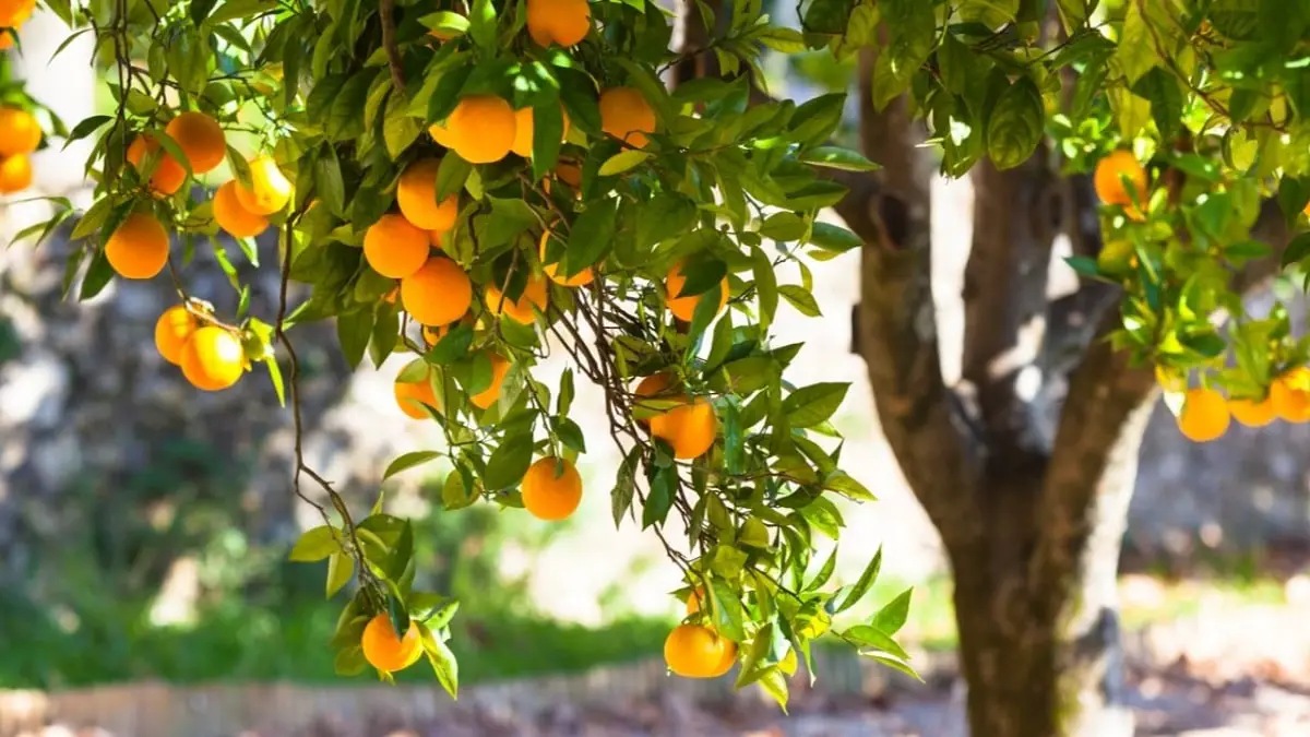 How should the irrigation of the orange tree be?