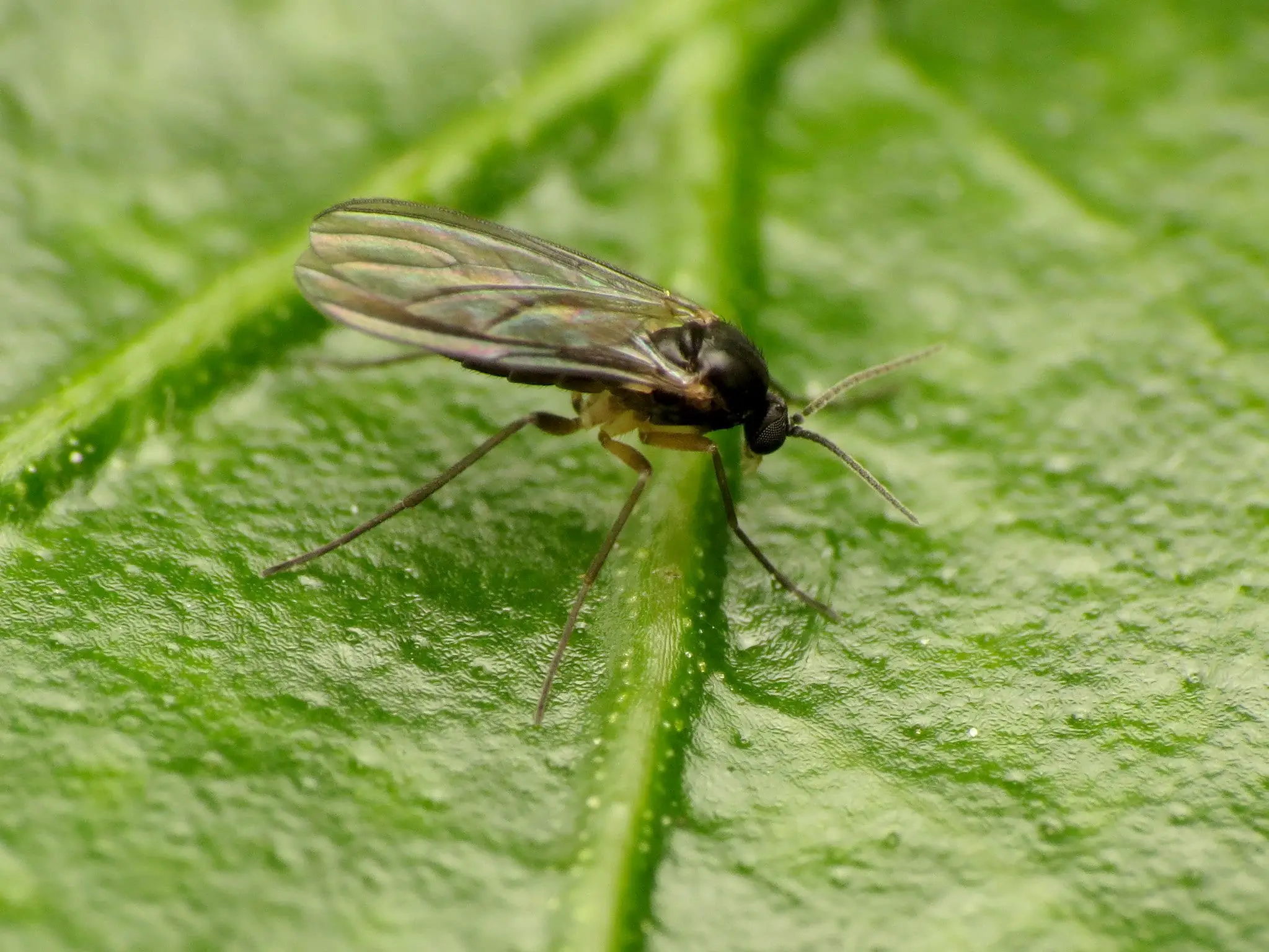 How to protect plants from the black fly?