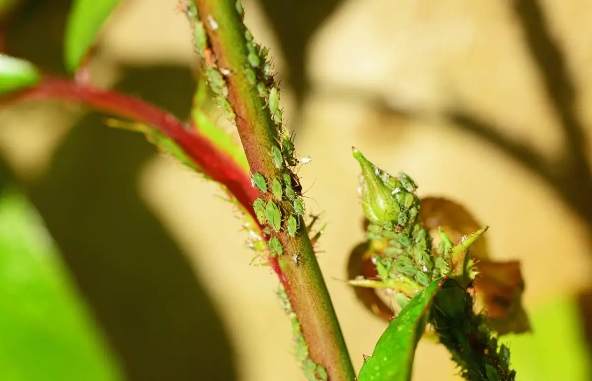 Rose pests and how to eliminate them