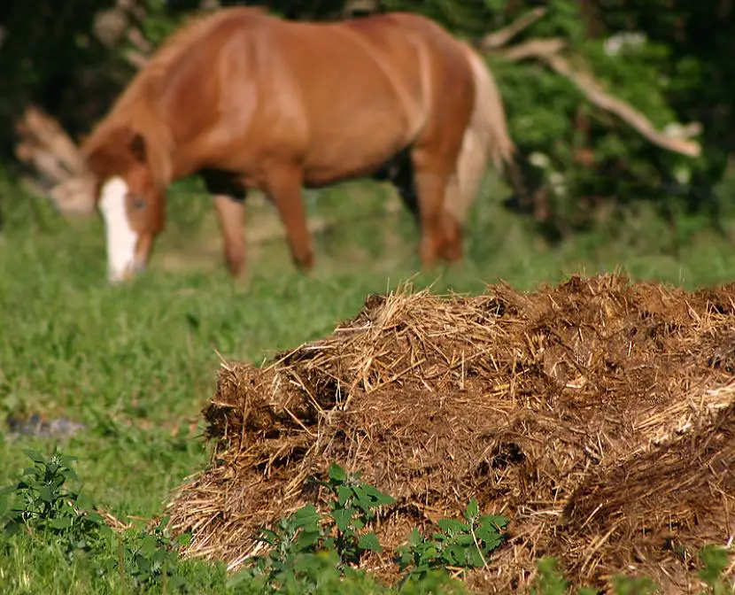 Horse manure properties | Gardening On