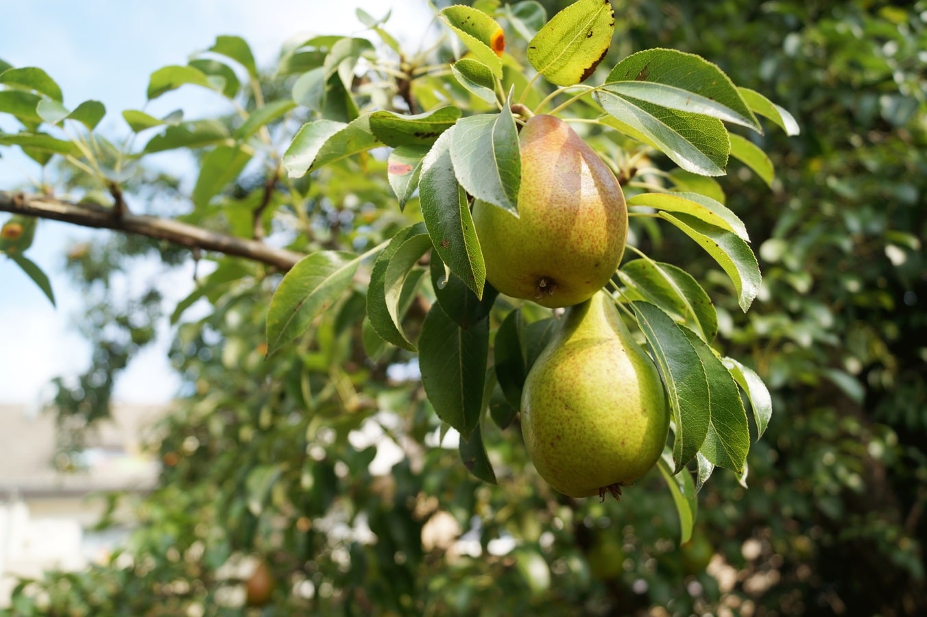 What are the pests of the pear tree and how to combat them?