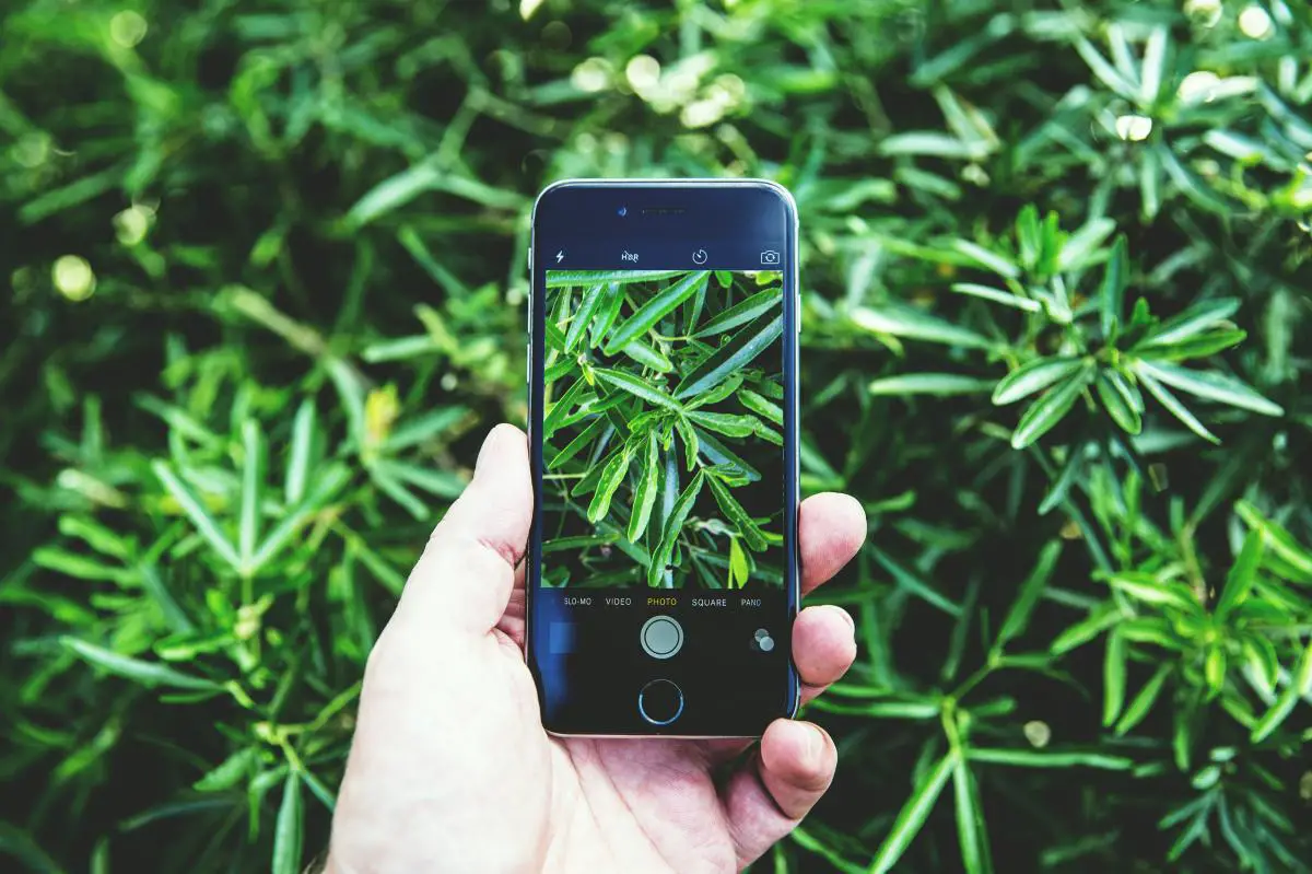 The 8 best apps to identify plants