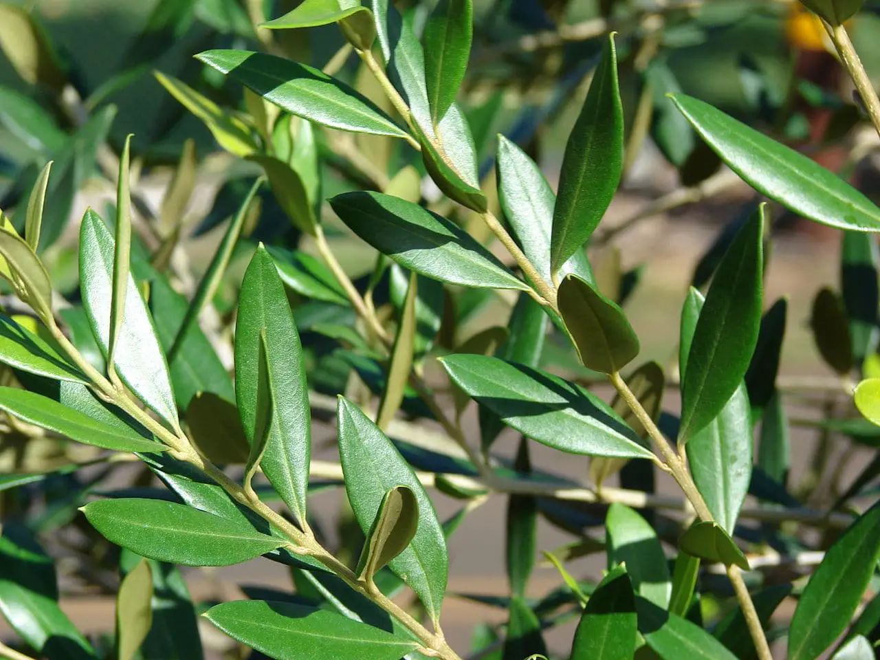 Potted olive tree care guide