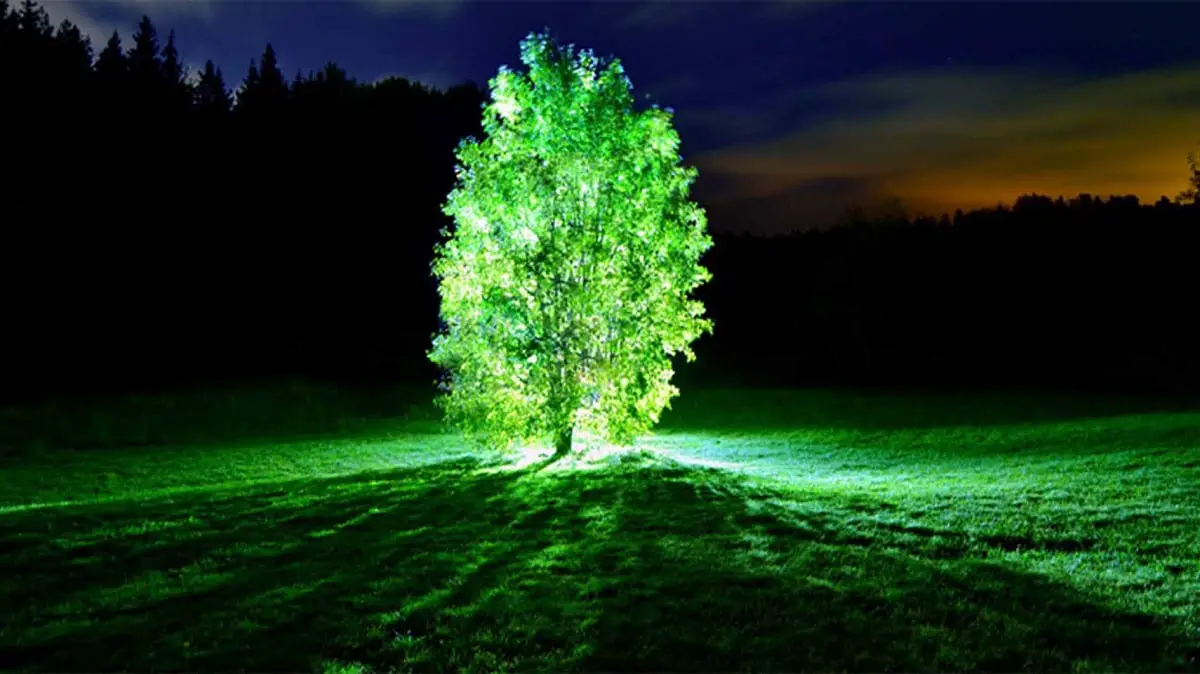 What are the luminous plants? Everything you need to know