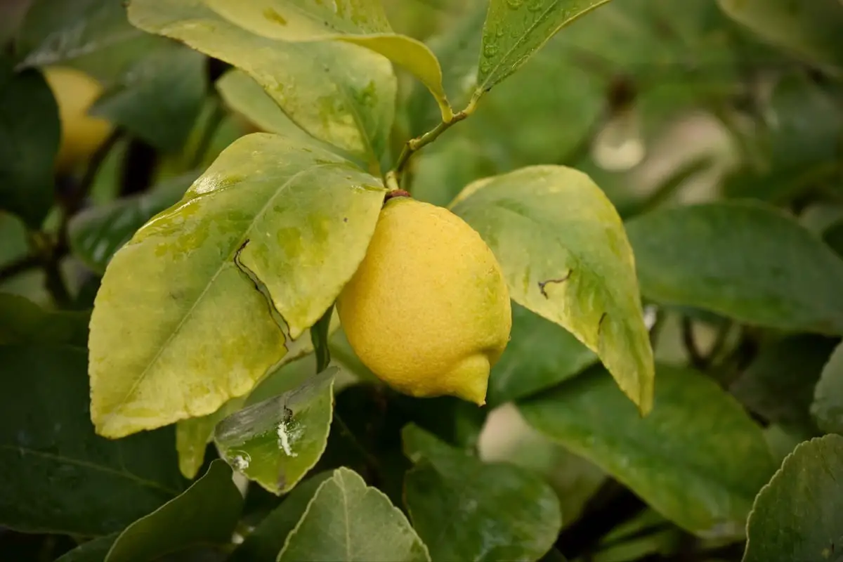 Lemon tree with yellow leaves: what happens to it?
