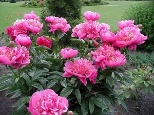 How to divide peonies.  Transplanting peonies in the fall.
