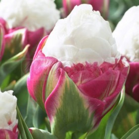 What tulips to choose?  – planting, care, photos, how to grow and harvest