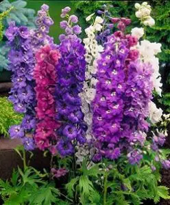 How to grow a delphinium in your garden?  – planting, care, photos, how to grow and harvest