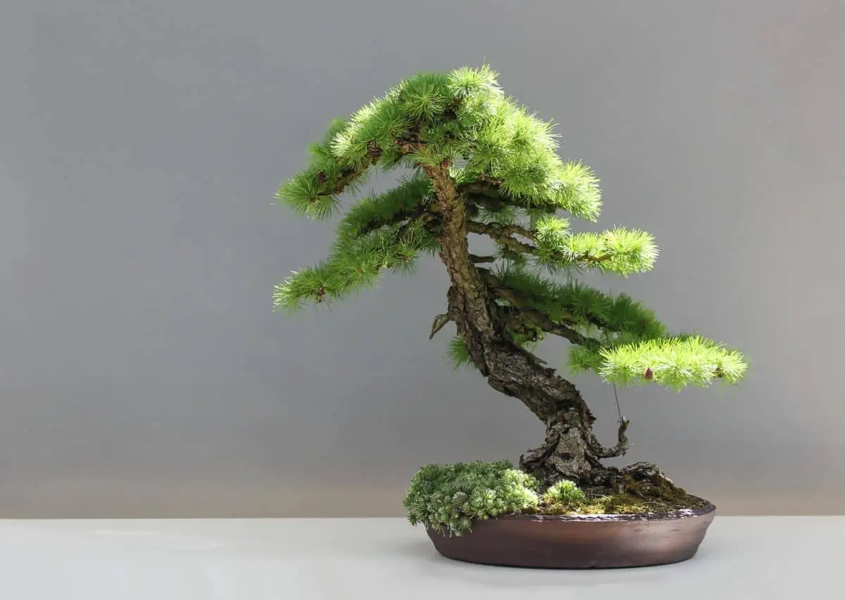 How to water a bonsai and avoid problems with watering?