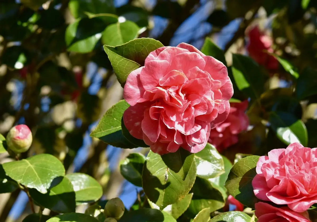 Camellia with brown leaves: how to get it back?