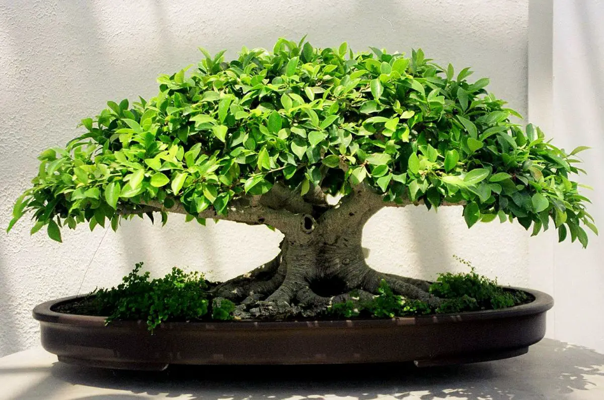 Ficus retusa bonsai care | Gardening On