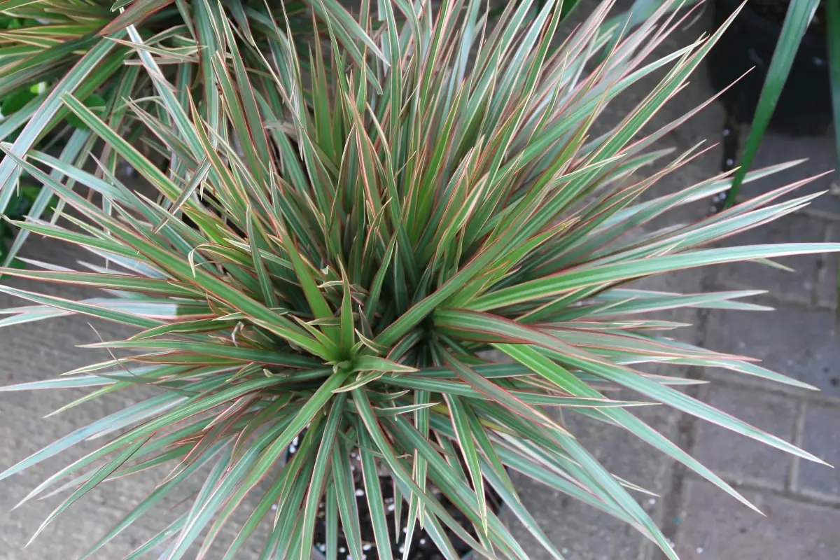 When and how is dracaena marginata pruned?