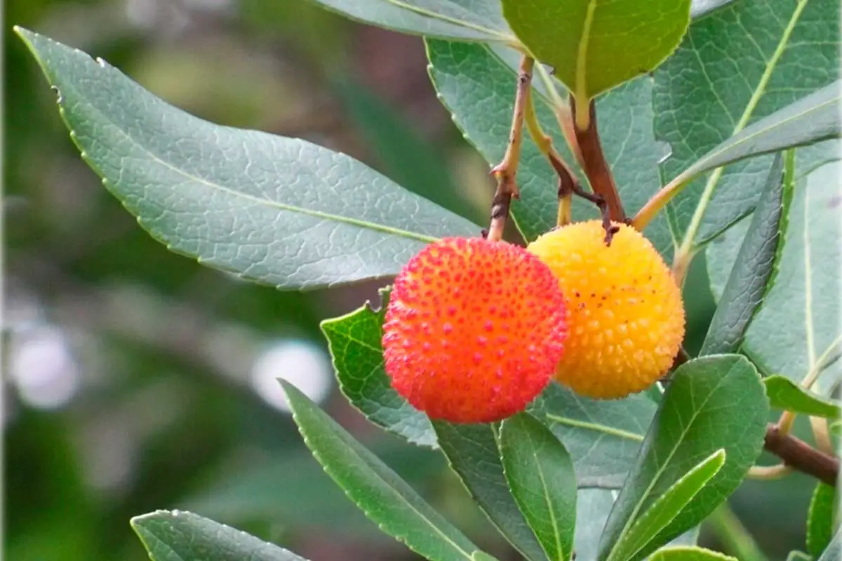 Strawberry tree pruning: why it is done, types and how to do it