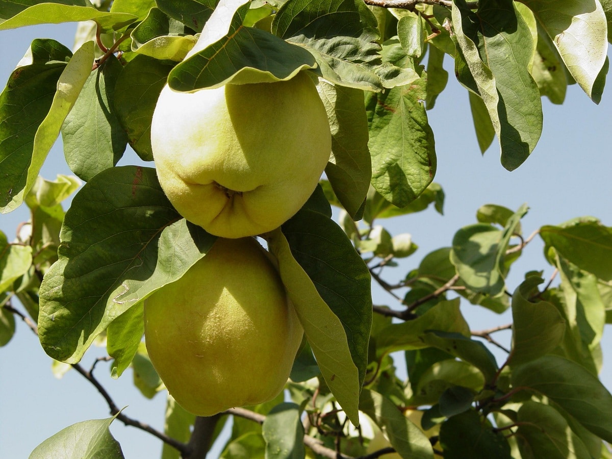 When are quinces harvested and what are they used for