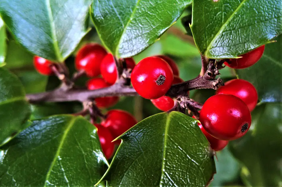 Why is the holly a symbol of Christmas?  – planting, care, photos, how to grow and harvest
