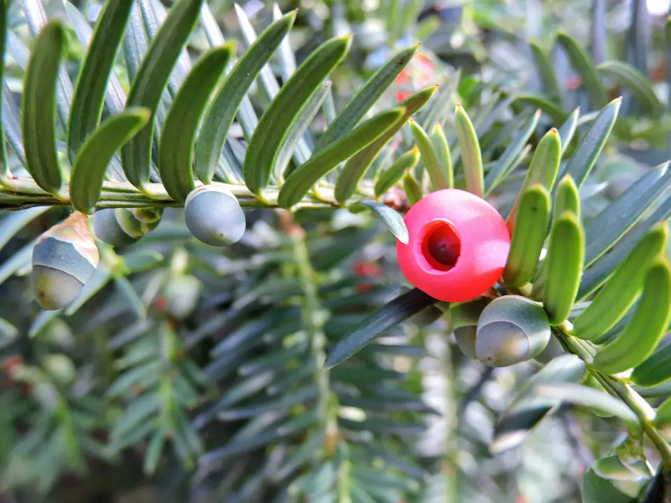 What is remarkable about yew berry?  – planting, care, photos, how to grow and harvest