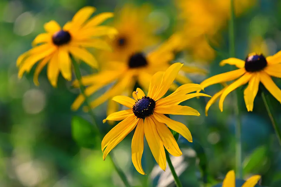 Rudbeckia – the bright sun in the garden … – planting, care, photo, how to grow and harvest