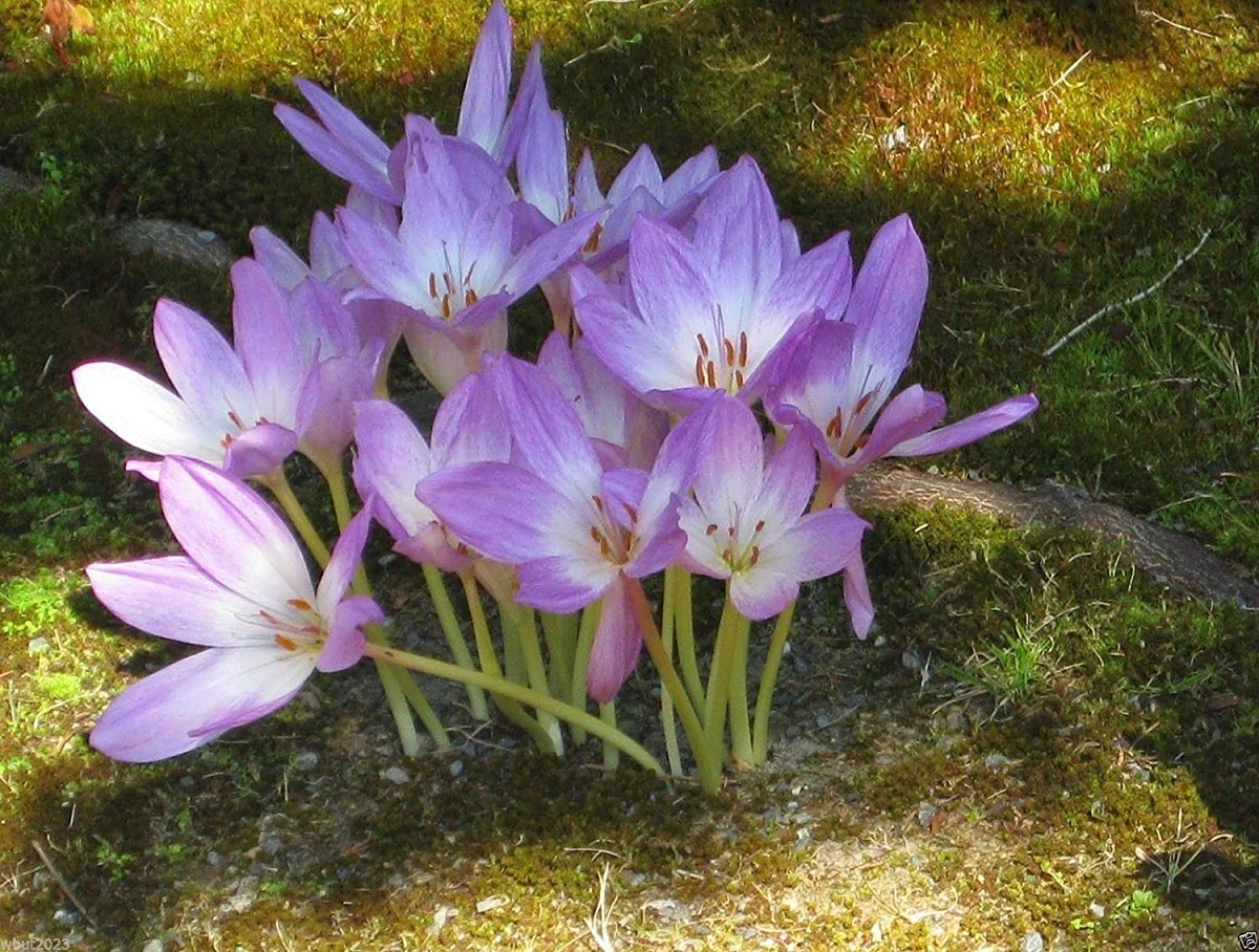 Characteristics, care and maintenance of the Colchicum autumnale