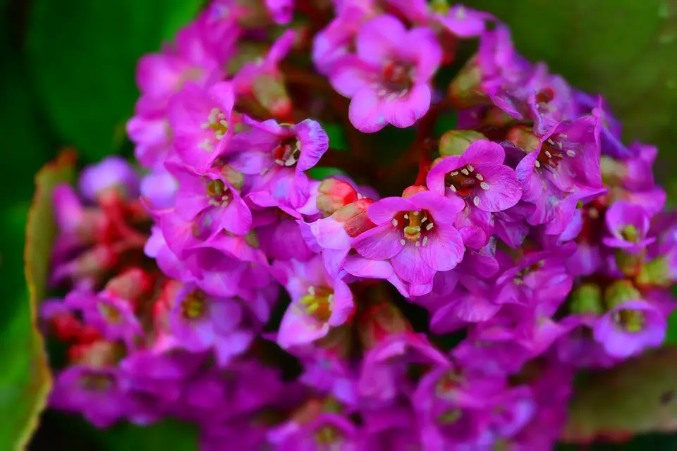 How to grow bergenia?  Growing bergenia from seeds and division