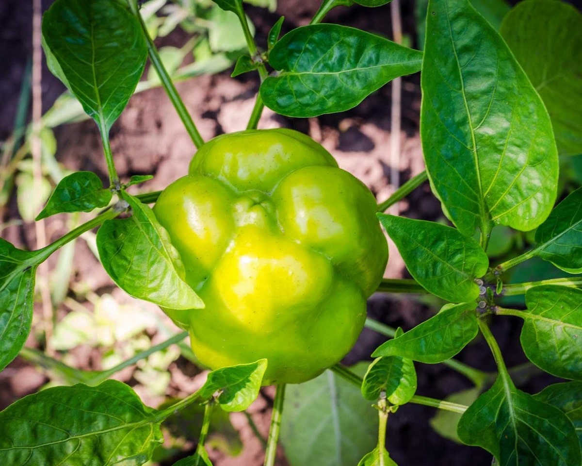 Why do peppers have brown spots?