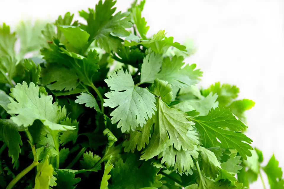 5 interesting facts about cilantro that you might not know…