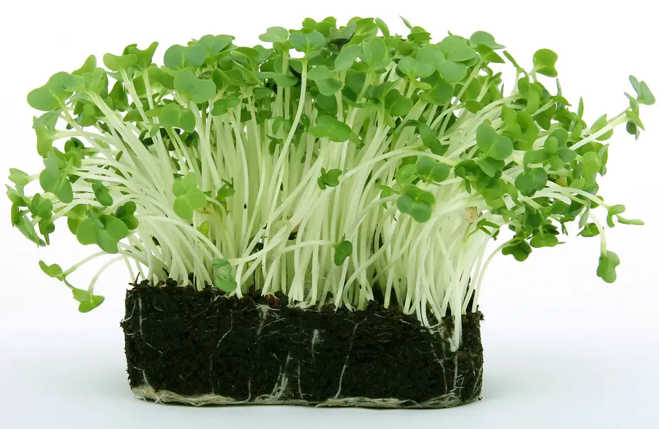 Watercress – growing rules … – planting, care, photo, how to grow and harvest