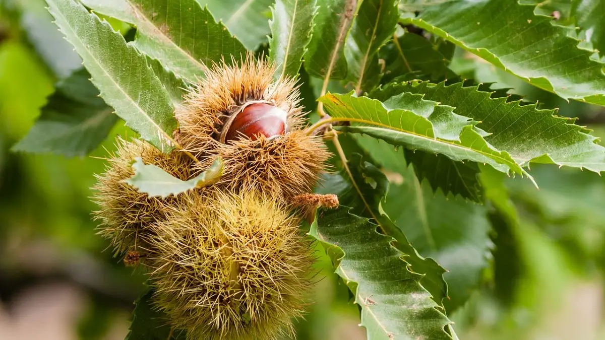 Chestnut: characteristics, care and more