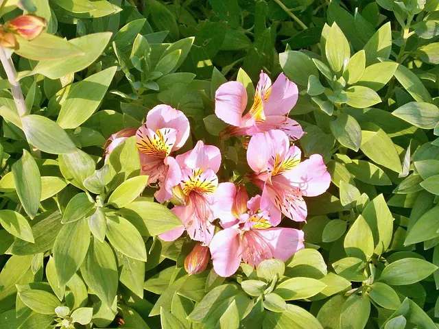 Alstroemeria in your garden … – planting, care, photo, how to grow and harvest