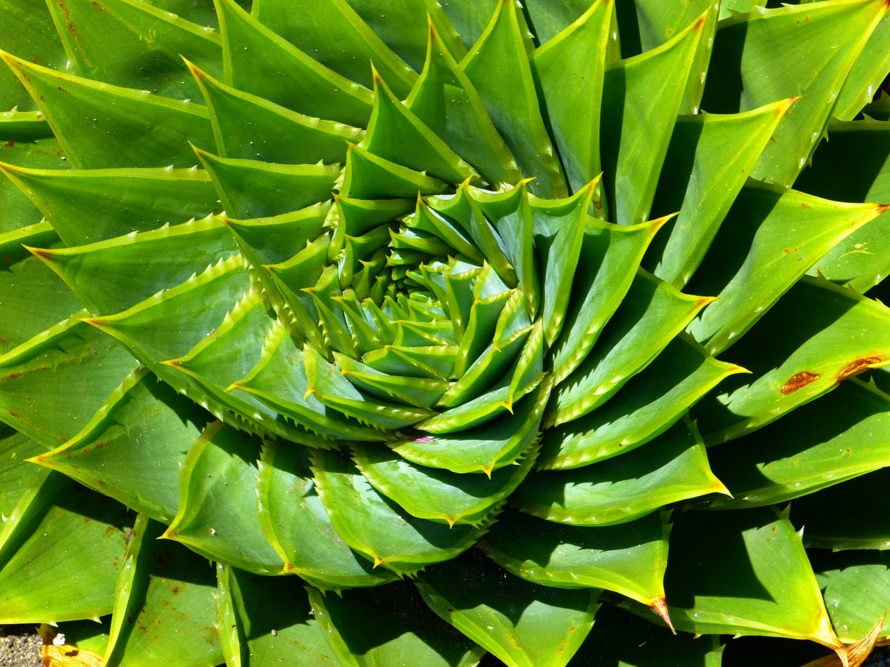 All about Aloe polyphylla, the spiral aloe