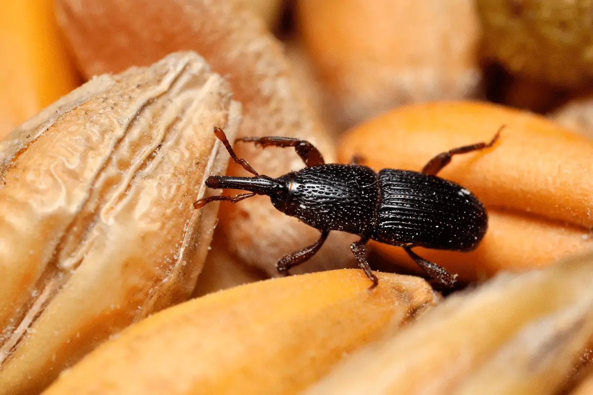 How to remove weevils: the best tips and tricks