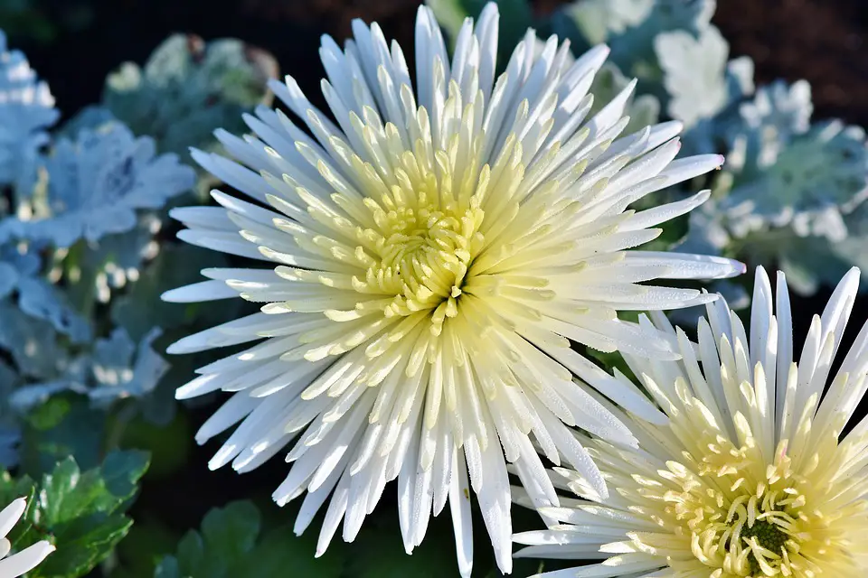 How to grow annual asters?  – planting, care, photos, how to grow and harvest