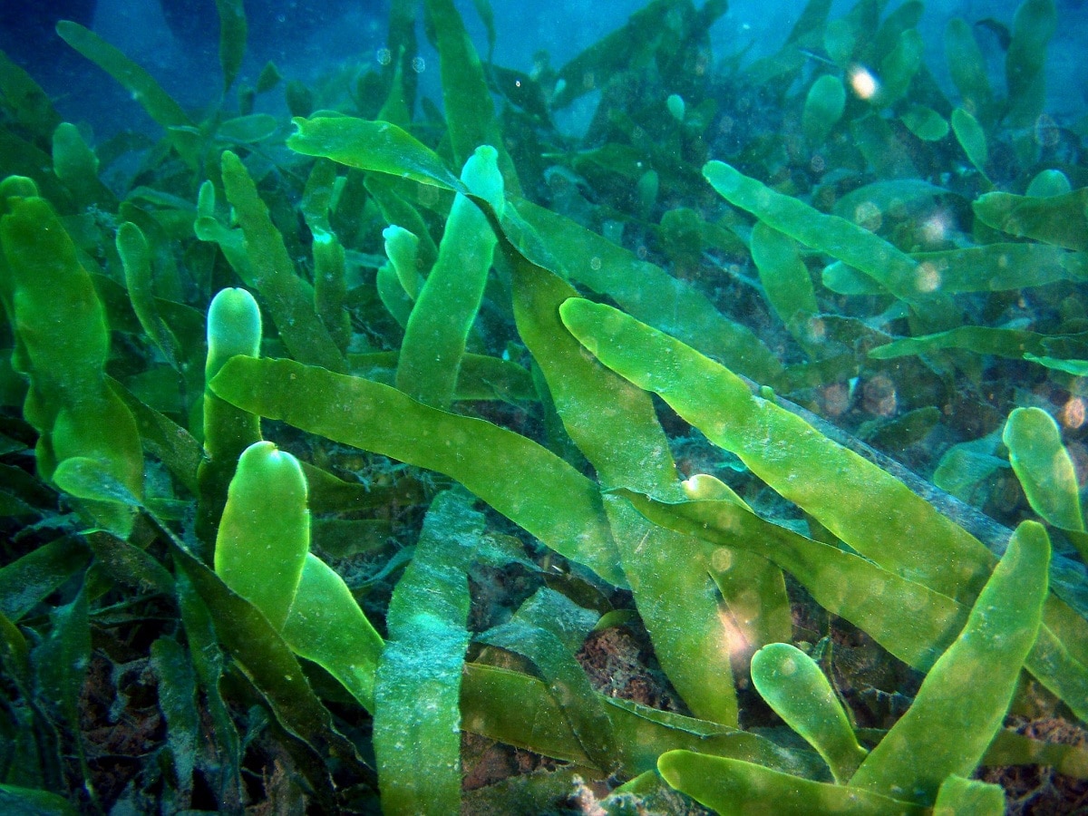 Why are algae not plants: characteristics and classification