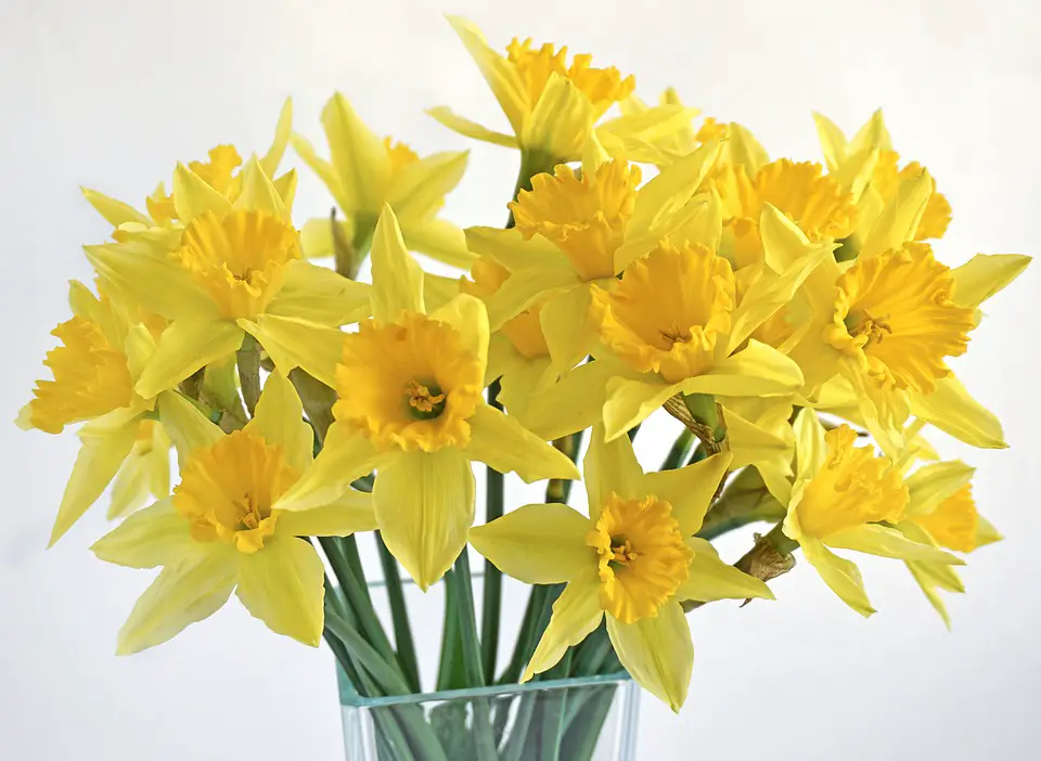 Daffodils: how to create a bouquet of distilled flowers – planting, care, photo, how to grow and harvest