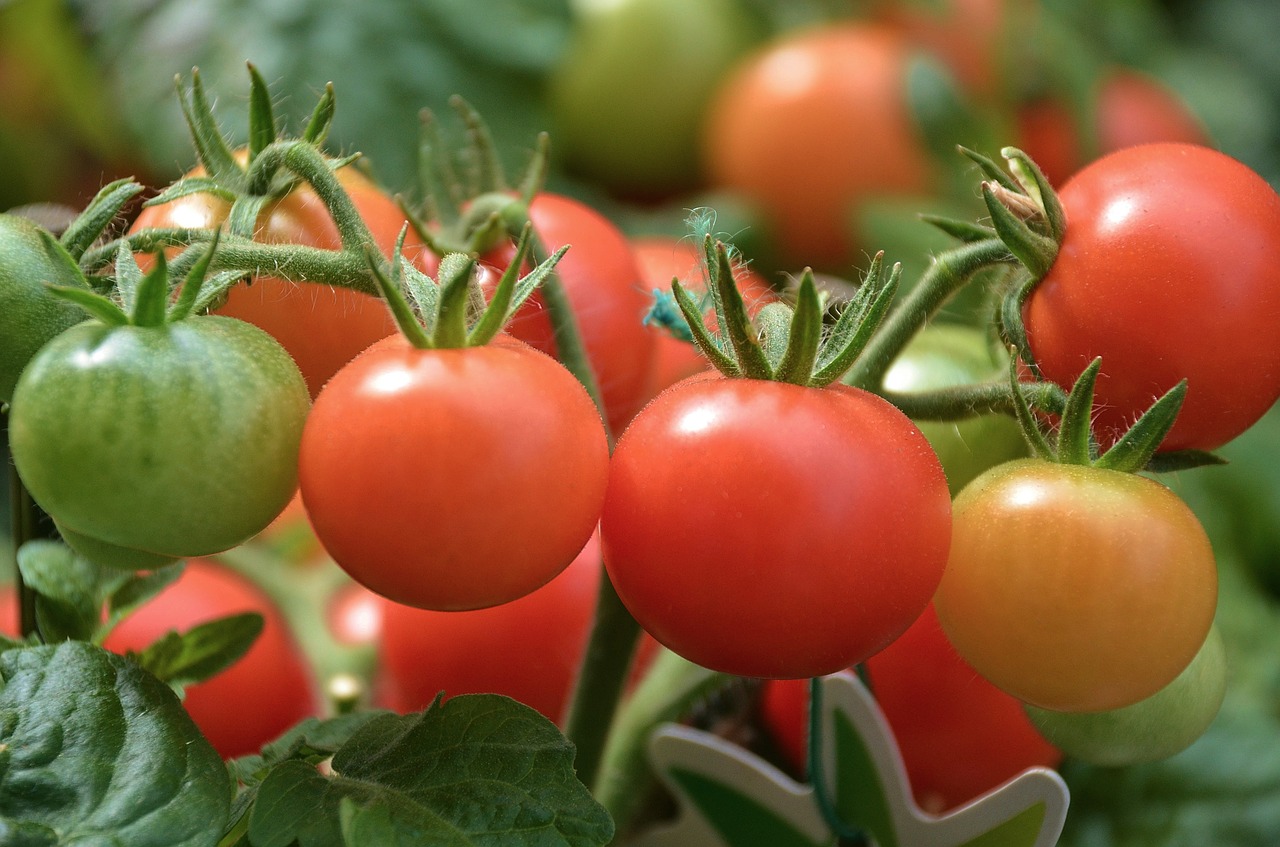 When and how to water tomatoes