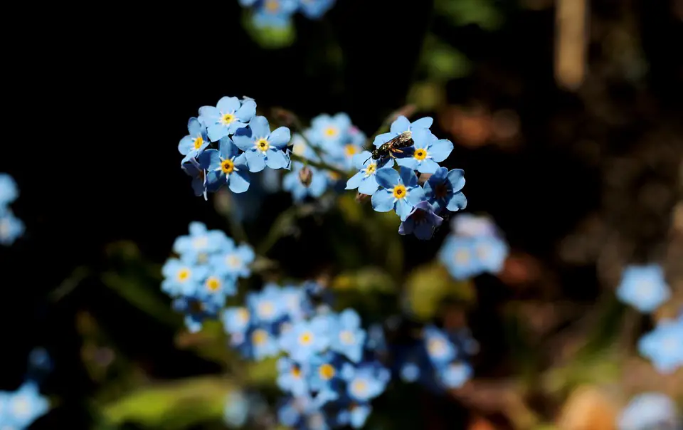 How to grow forget-me-nots in the garden?  – planting, care, photos, how to grow and harvest
